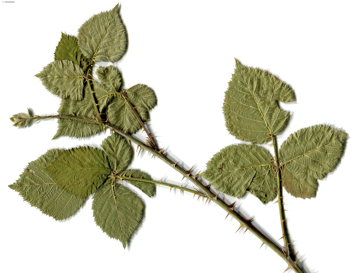 Rubus nemorosus aggr. (Rosaceae)